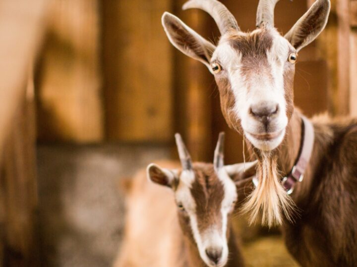 Schronisko dla zwierząt w Świdnicy przyjęło trzy kozy znalezione na terenie zakładu