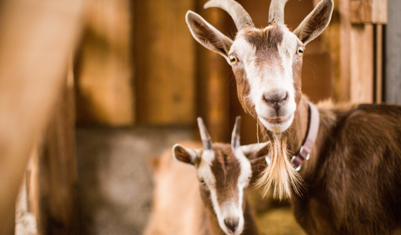 Schronisko dla zwierząt w Świdnicy przyjęło trzy kozy znalezione na terenie zakładu
